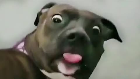 FUNNIEST DOGS🐶 to make you roll on the floor LAUGHING - Best FUNNY DOG Videos😝