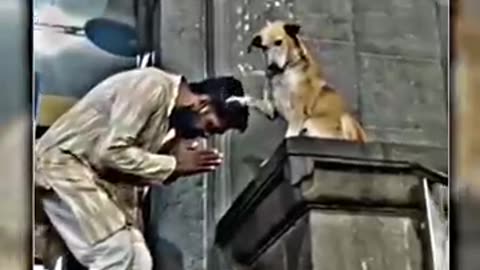 Dog love by humanity 💞 _ viral reel _ Temple dog