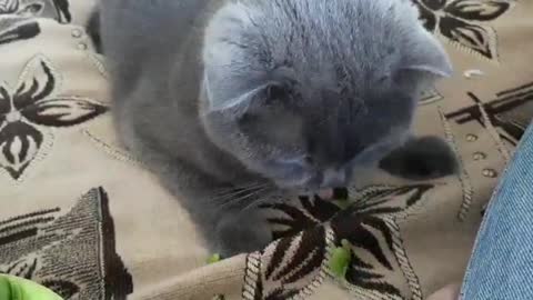 cat eats green peas