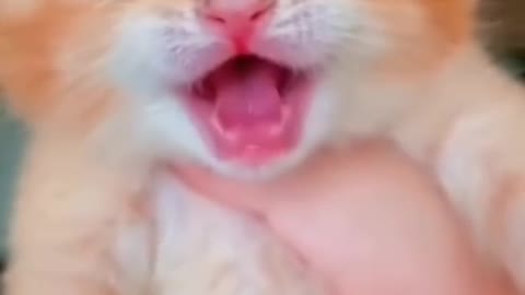 Singing kitten