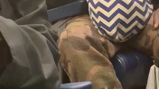 Guinea pig pokes head outside man's bag on subway train