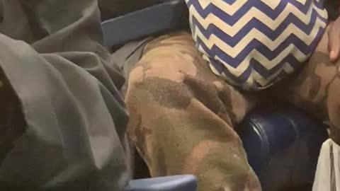 Guinea pig pokes head outside man's bag on subway train