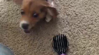 Small dog does not like pink hair brush