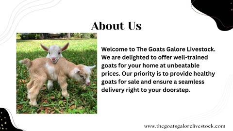 Buy Mini Goats