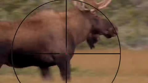 Big_Moose__where_to_shoot____Hunting_Tips___morning_shots_#shorts(720p)