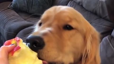 Chomp chomp: Puppy chows down on tasty apple