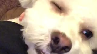 Adorable Puppy Falls Asleep on Camera!