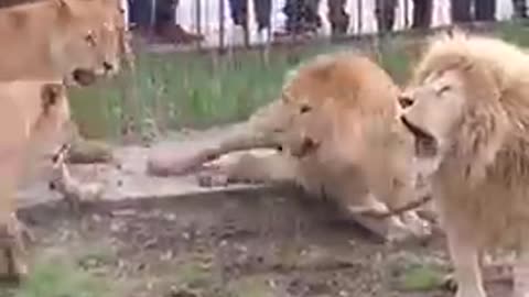 When the lion gets angry