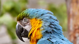 Beautiful blue parrot