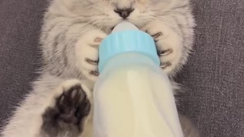 Cut kitten drinking milke