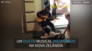 Cão e músico de rua fazem dueto adorável na Nova Zelândia