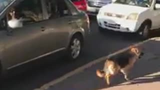 Graban cómo un perro persigue desesperado a su familia después de que lo abandonaran en la calle