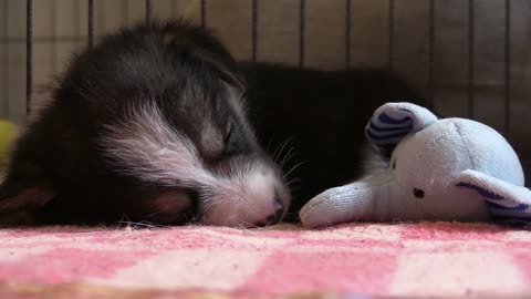 Puppy Corgi Sleeping Toy Paws Sleepy Welsh