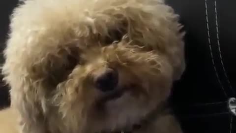 The Best Cute dog reaction - Baby Poodle Dog, Cutest Animal Ever