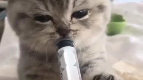 cat drinking milk from bottle
