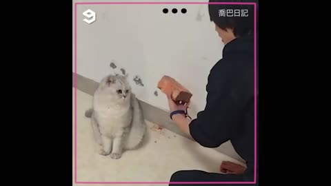 Strong Kitty