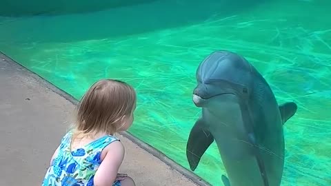 Dolphin befriends little girl