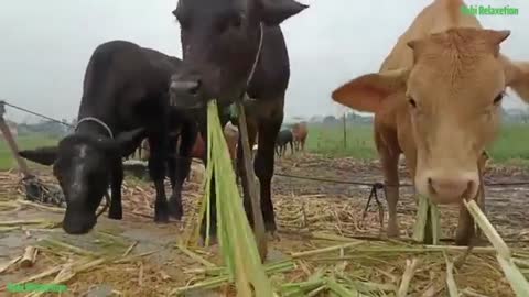Cute cow funny videos 🥳🥳🥳