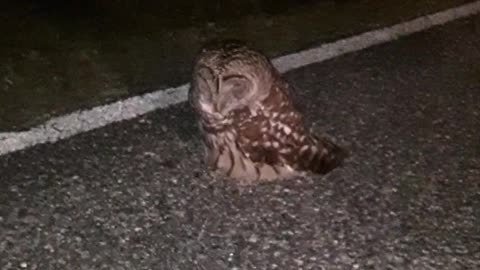 Injured Owl Rescued from Road