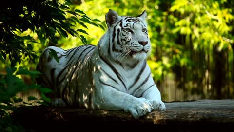 Top 5 Fierce animals of the forest | Animals World