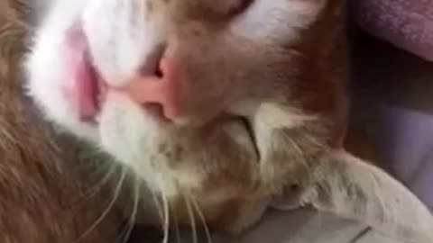 SILLY CAT SLEEPING 😴!!!!TRY NOT TO LAUGH😂😂😂