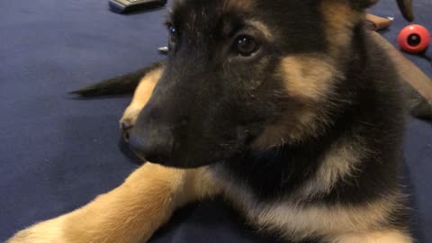 Adorable German Shepard Puppy