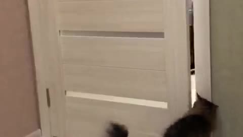 The cat opened the door
