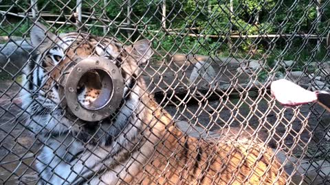 A huge tiger in Korea