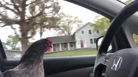 Chicken "Thelma" goes for a ride