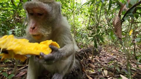 Beautiful Jane monkey looking for food, She hungry