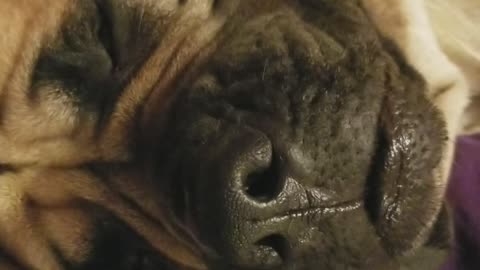 Watch this doggo snore himself to sleep!