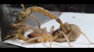 Giant Camel spider VS Venomous Scorpion Part 2