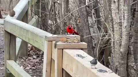 Chipmunk out of hibernation and a flustered Cardinal