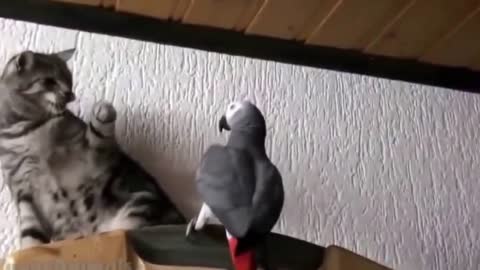 funny bird best - parrot vs cat - funny parrots ★ best funny parrot videos