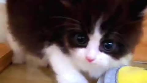 Cat videos cute cats kittens 😻💞