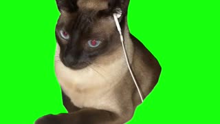 Cat Pulls Out Earbud | Green Screen