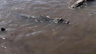 alligator feeding frenzy