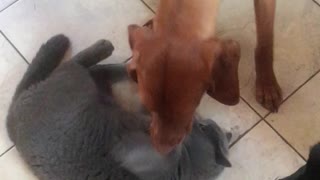 Fearless cat refuses to back down to playful pup