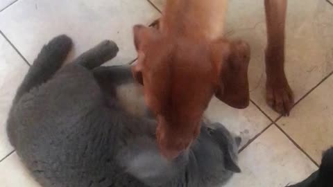 Fearless cat refuses to back down to playful pup