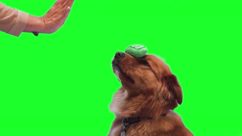 Green screen dog training | Puppy hand shake video