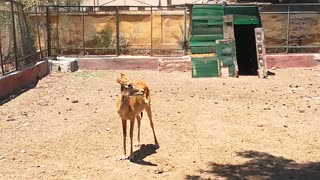 Female Young Deer Reactions To Strange Visitors