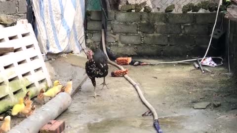 Chicken Fights Snake To Save His Chicks