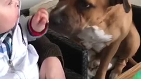 Dog waiting patiently for any food that may drop