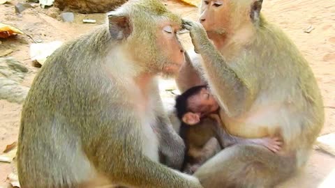 Funny animal # love monkey# 95# love animals.