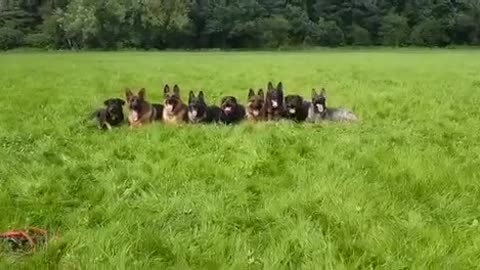 Nueve perros bien entrenados corren con emoción hacia su entrenadora