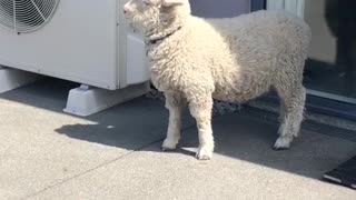 Stan the Lamb is Indifferent to Playtime