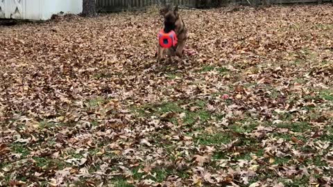 Alessa a 10 month old German Shepherd playing with cube