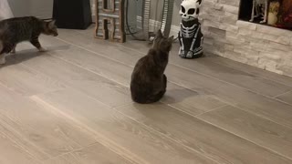 Kitties Spooked By Light-up Skeleton Statue