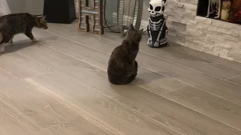 Kitties Spooked By Light-up Skeleton Statue