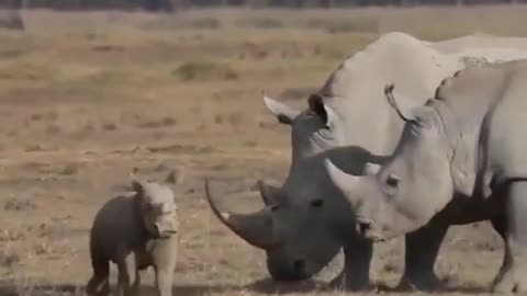 Baby rhino full of energy